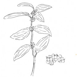 SilTimur berry or Tchuli pepper