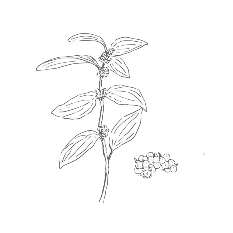 SilTimur berry or Tchuli pepper