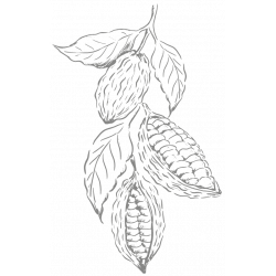 The sublime cocoas with spices