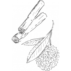 Berlingot Cocoa Litchi Ceylan Cinnamom