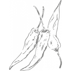 Berlingot Cocoa Espelette Pepper