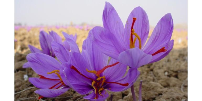 Saffron, the spice of superlatives
