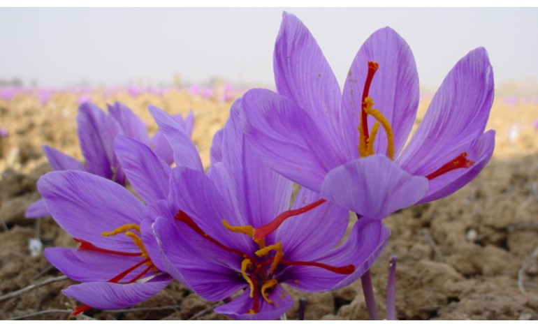 Saffron, the spice of superlatives