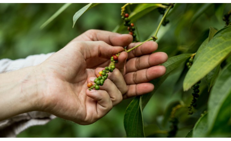 Where does Kampot pepper come from? History and origin.