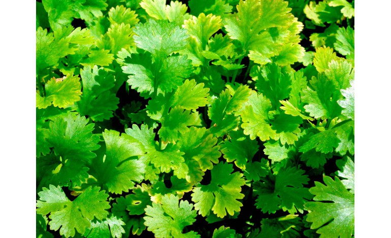 Coriander, a magic plant with multiple uses