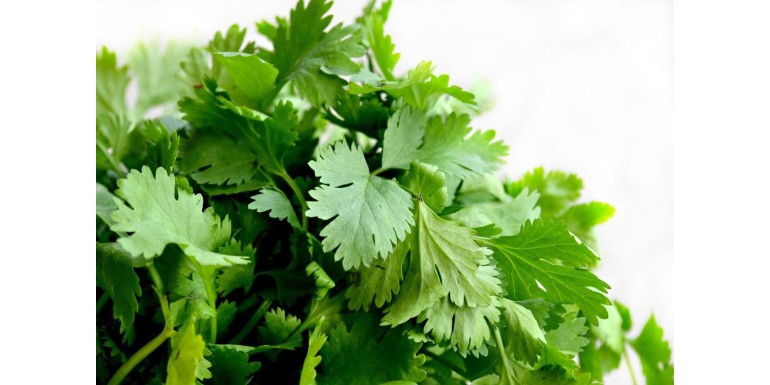 Why do we love or hate cilantro?