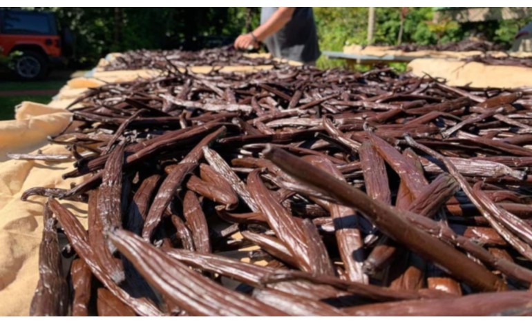 Vanille Tahitensis, the other vanilla prized by chefs